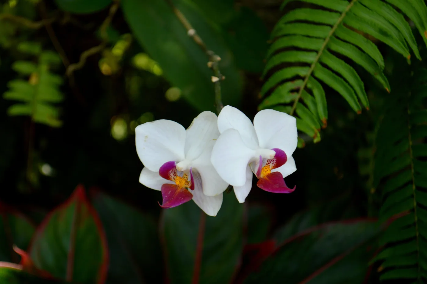 Checklist semanal de cuidados com orquídeas: o que observar em poucos minutos