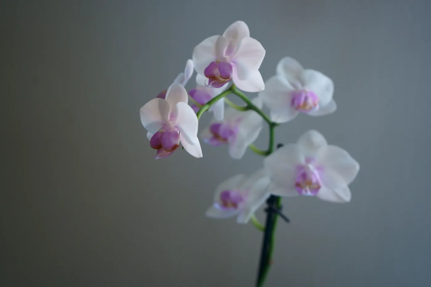 Pode deixar orquídea no quarto? Veja os cuidados necessários