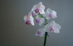 Pode deixar orquídea no quarto? Veja os cuidados necessários