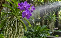 Como adubar orquídea Vanda com raízes expostas sem exagerar