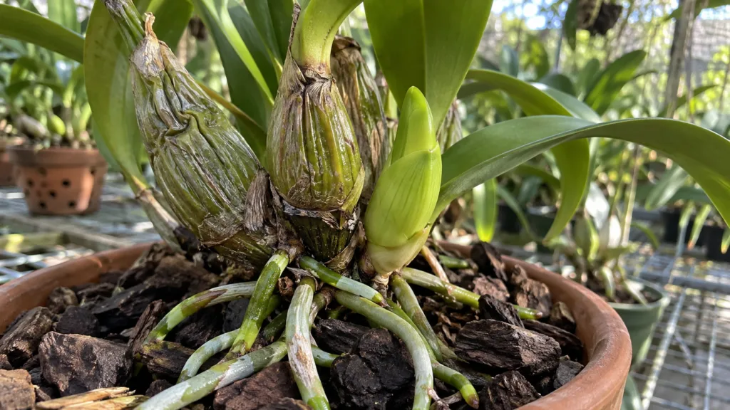 Novo pseudobulbo e raízes saudáveis em Cattleya