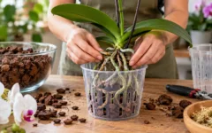 Vaso ventilado para orquídeas: como montar o plantio corretamente