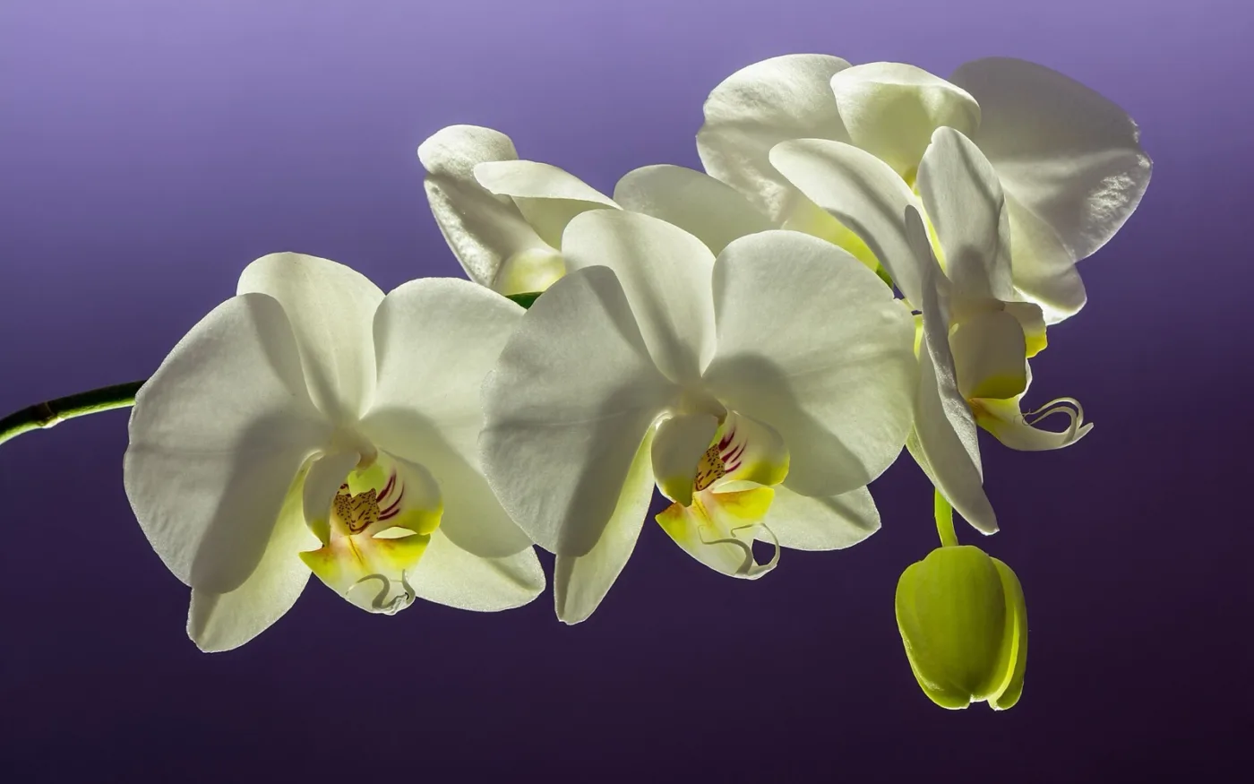 Orquídea Phalaenopsis com haste floral em desenvolvimento ao lado de uma janela aberta