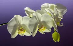 Orquídea Phalaenopsis com haste floral em desenvolvimento ao lado de uma janela aberta