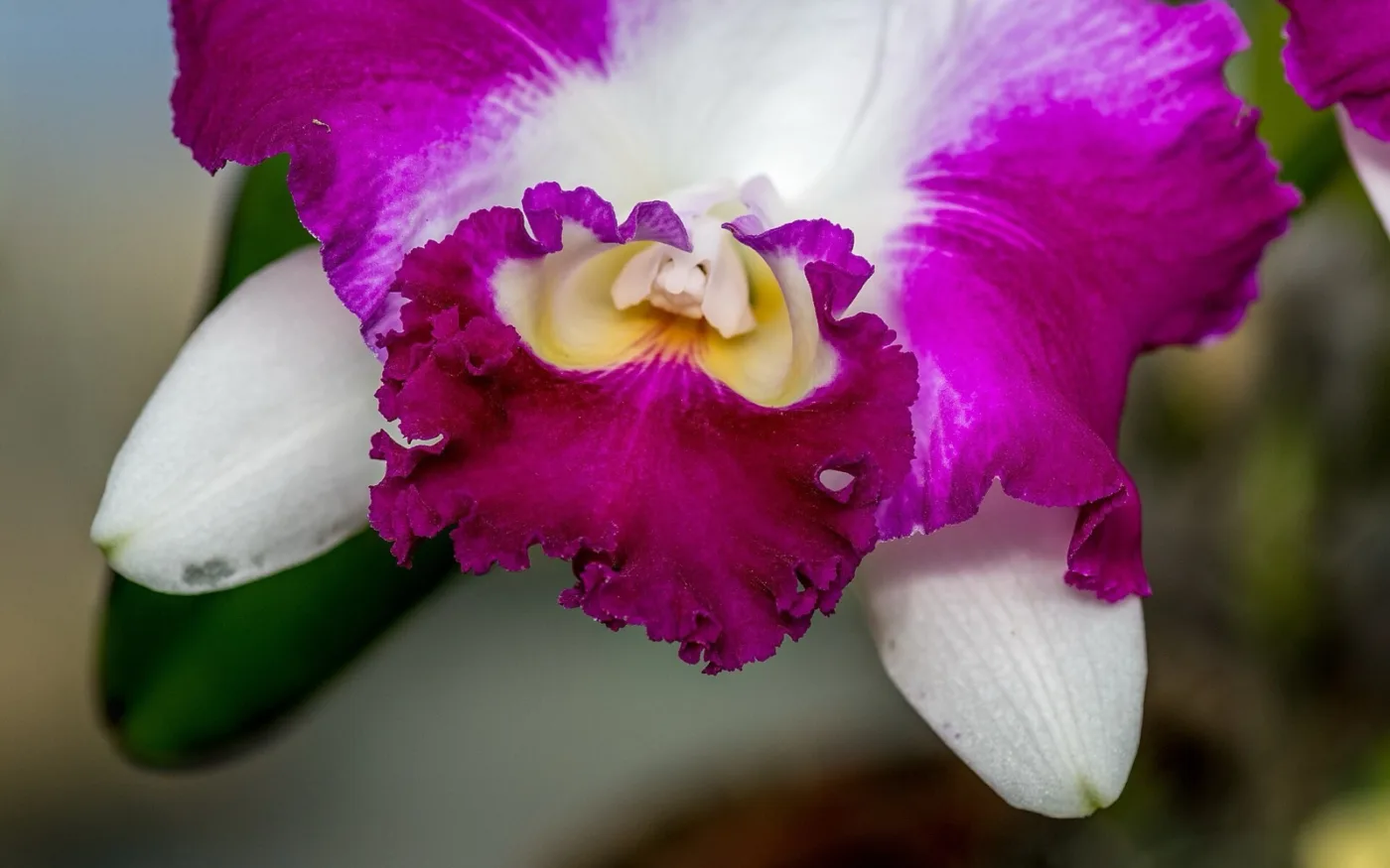 Close-up das pétalas de uma flor de orquídea, mostrando a superfície onde aparecem as manchas prateadas causadas por tripes