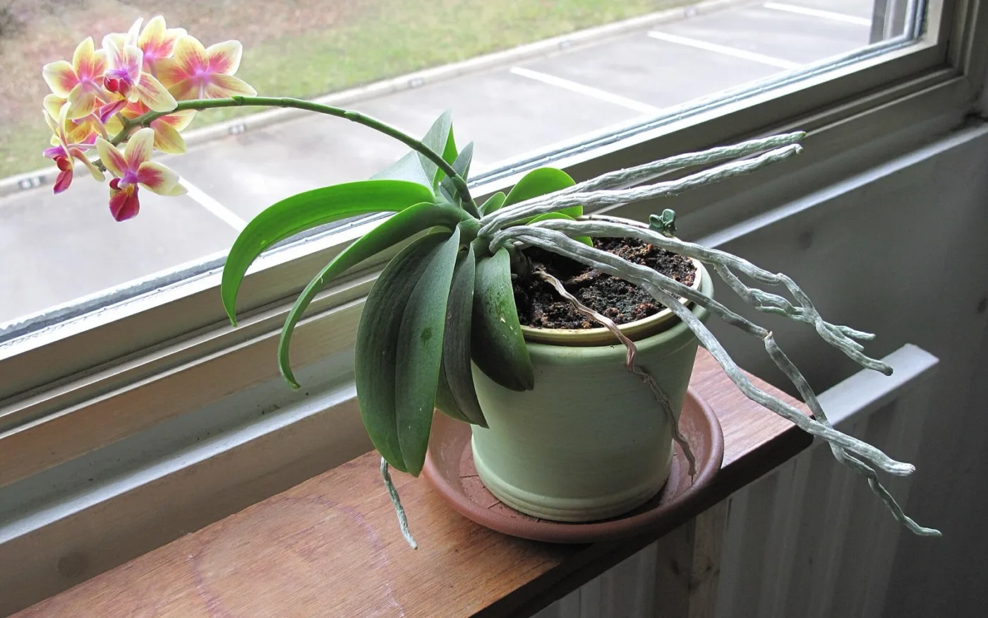 Folha de orquídea Cattleya vista de perto, com variações de tonalidade no verde
