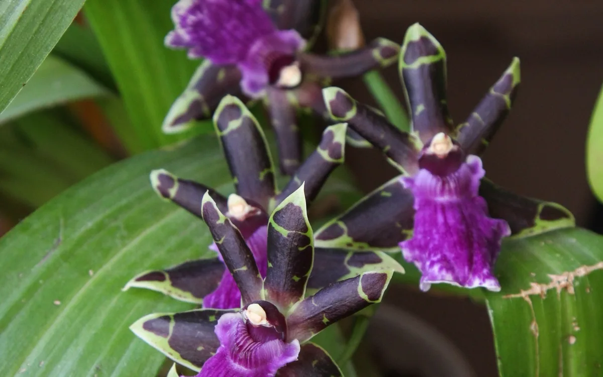 Flor de Zygopetalum com pétalas verdes manchadas de marrom e labelo branco com estrias roxas